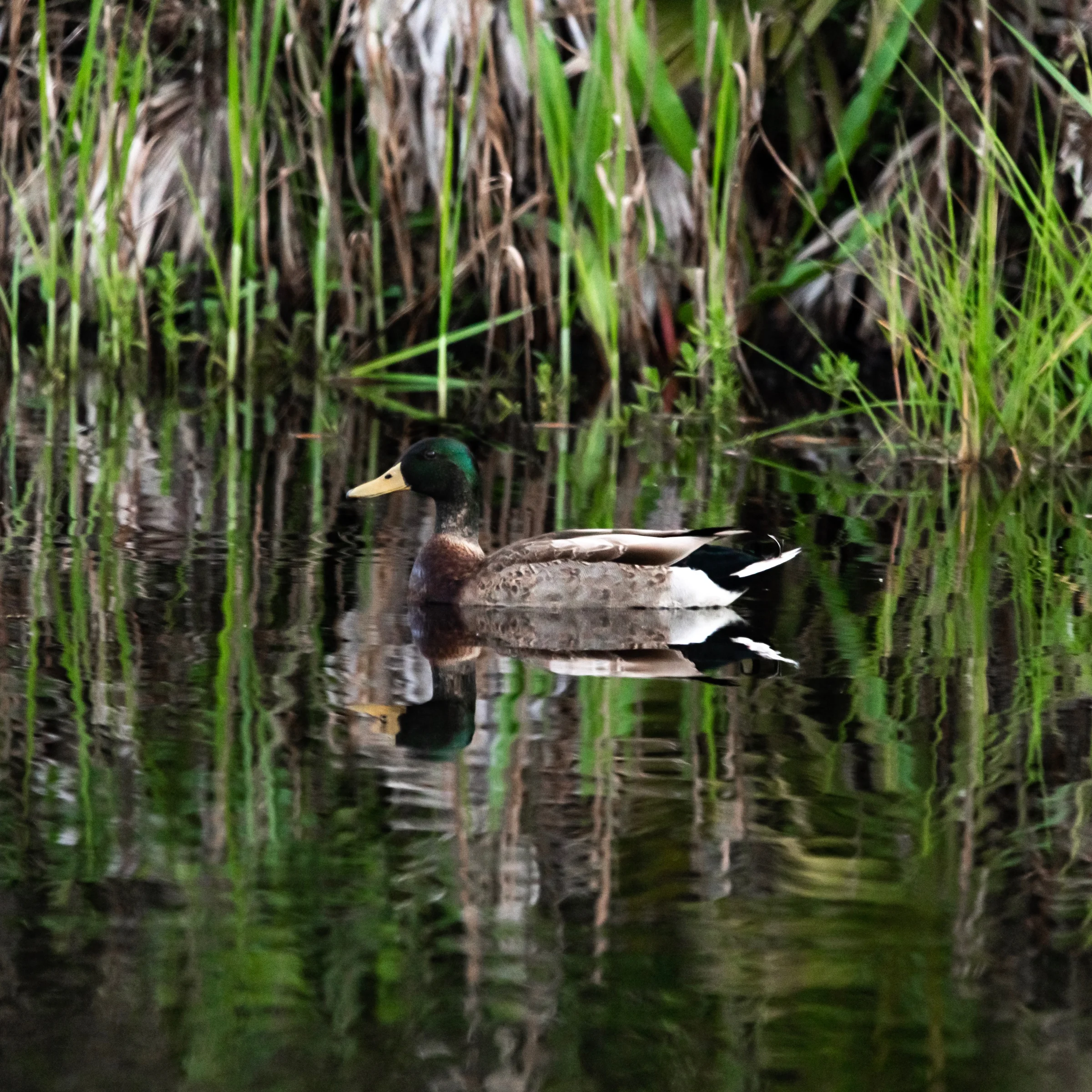 Mallard male