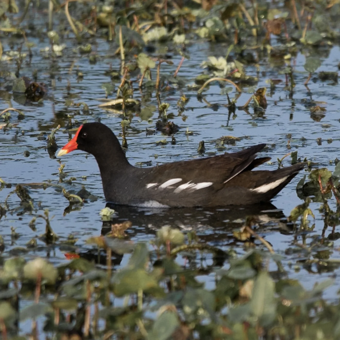 Common Gallinule
