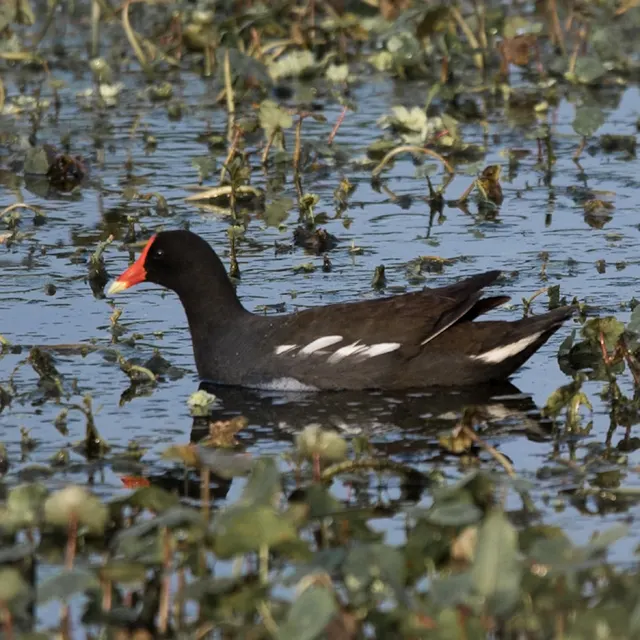 Common Gallinule