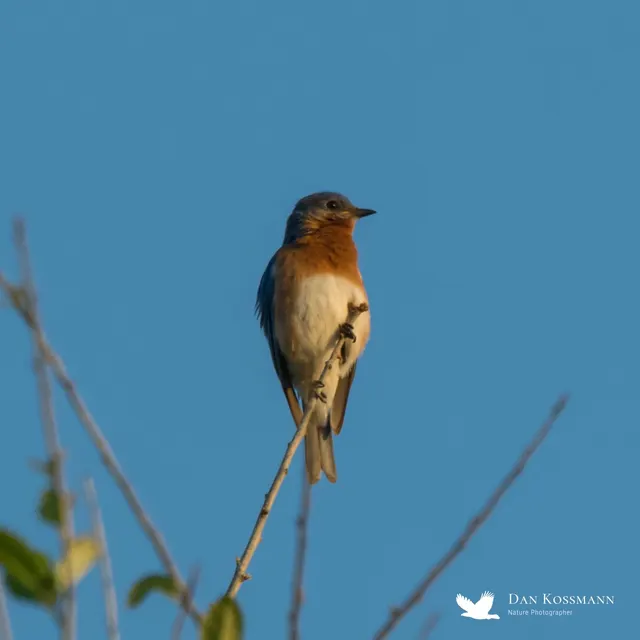 Eastern Bluebird