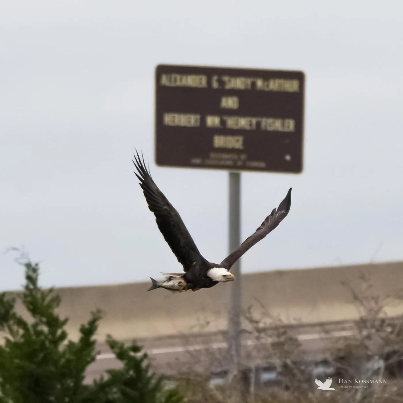 Bald Eagle with a fish