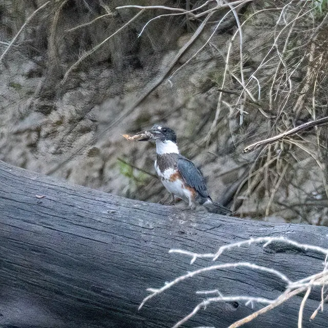 Belted Kingfisher with a shrimp