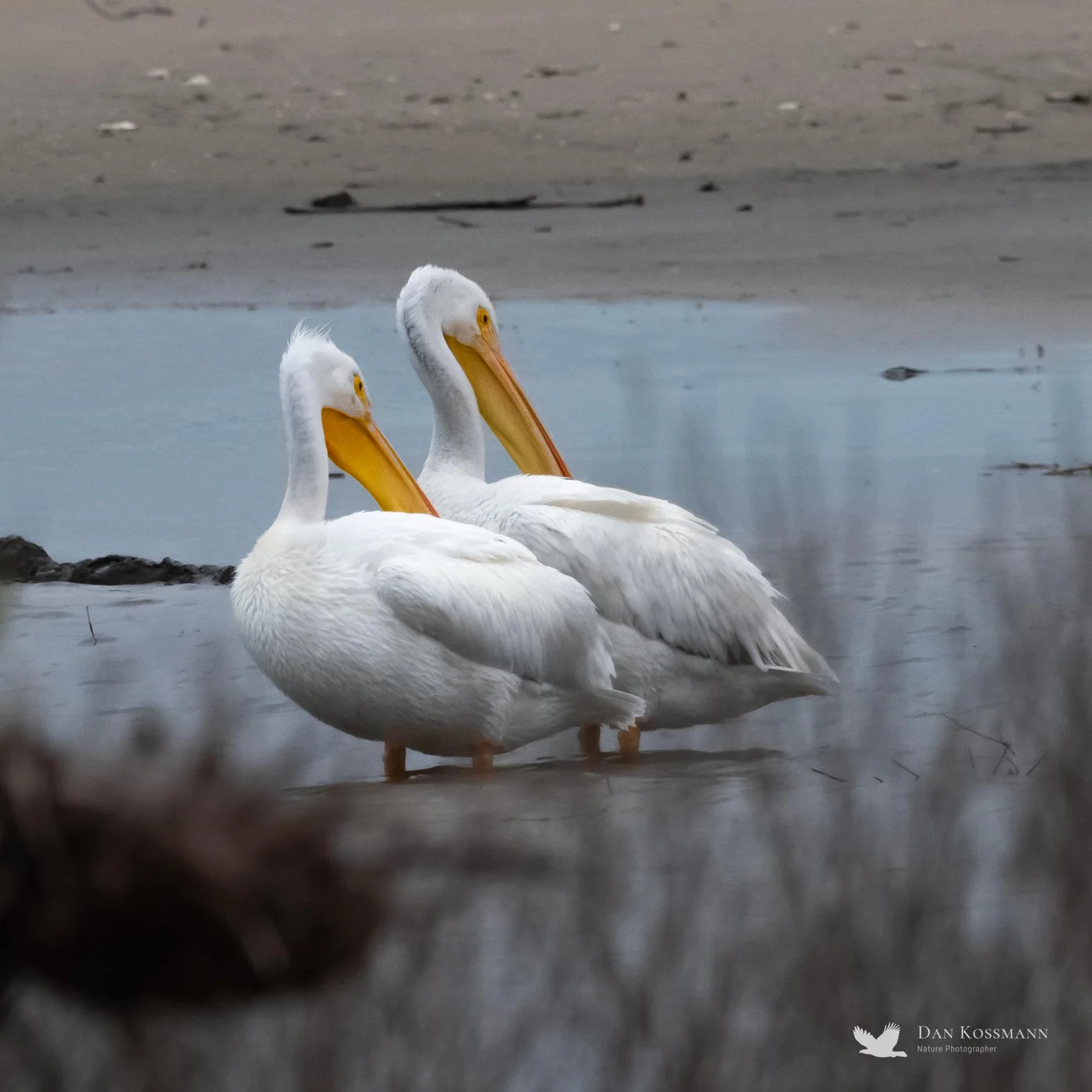 American White Pelicans
