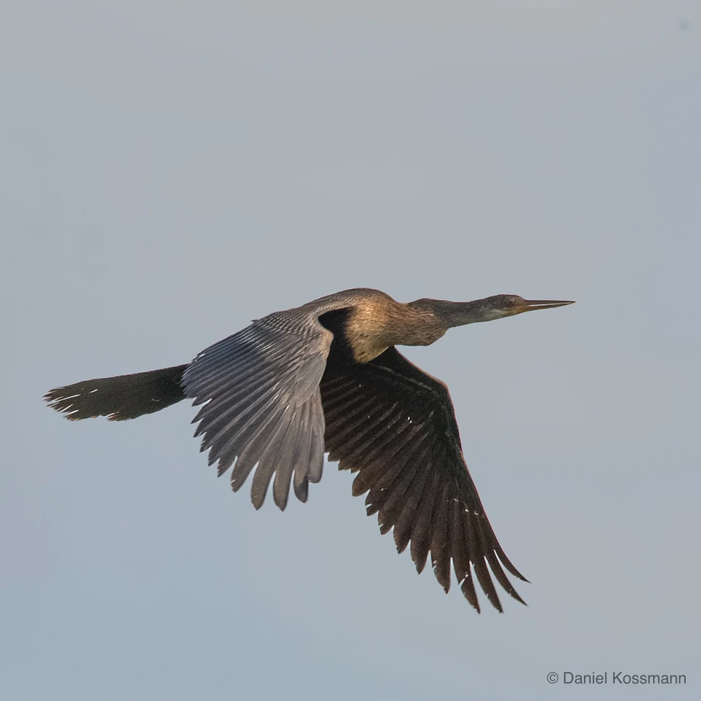 Anhinga in flight