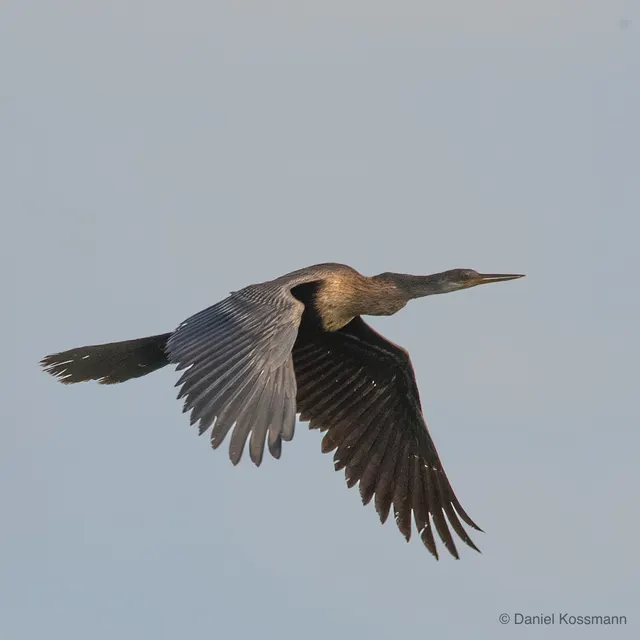 Anhinga in flight