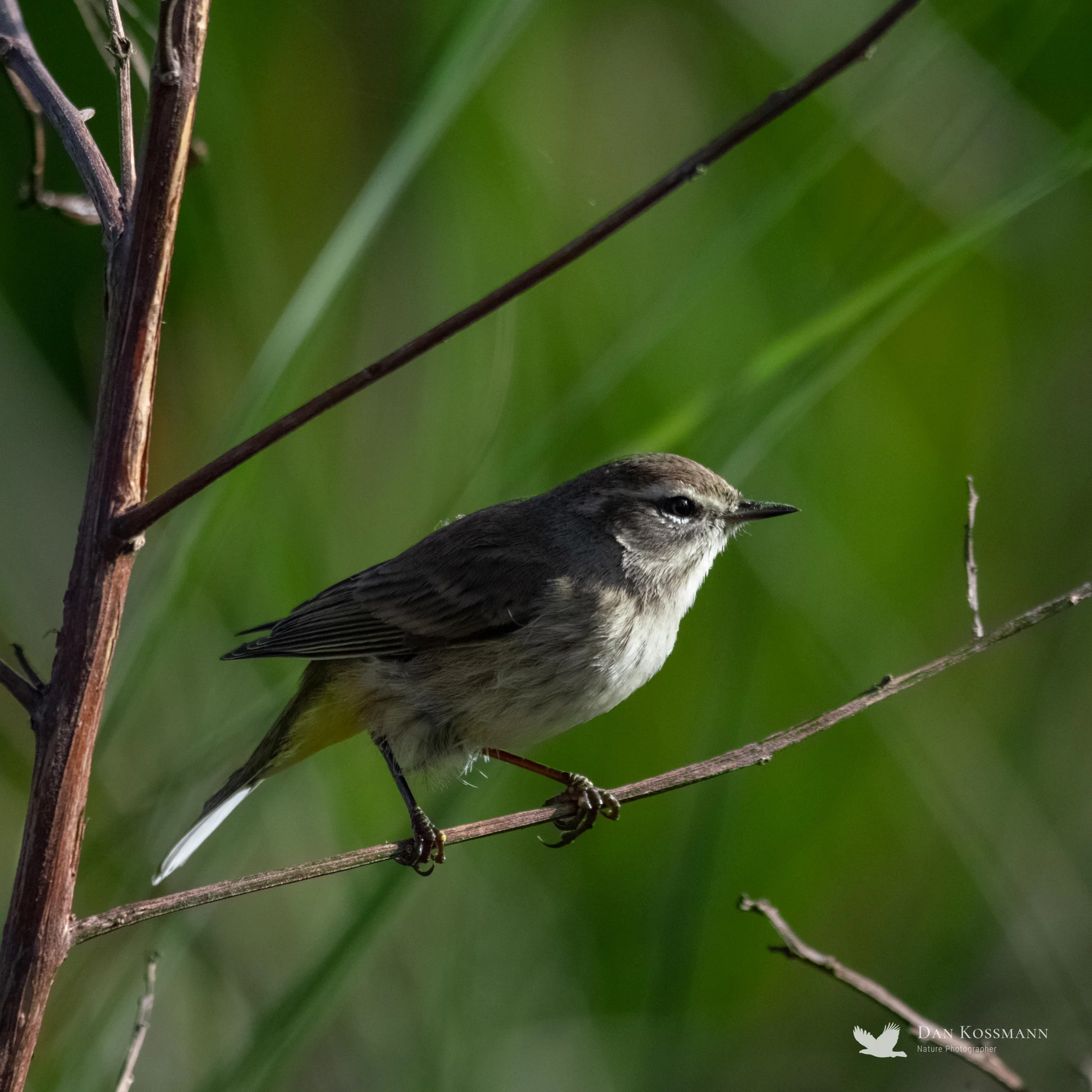 Palm Warbler