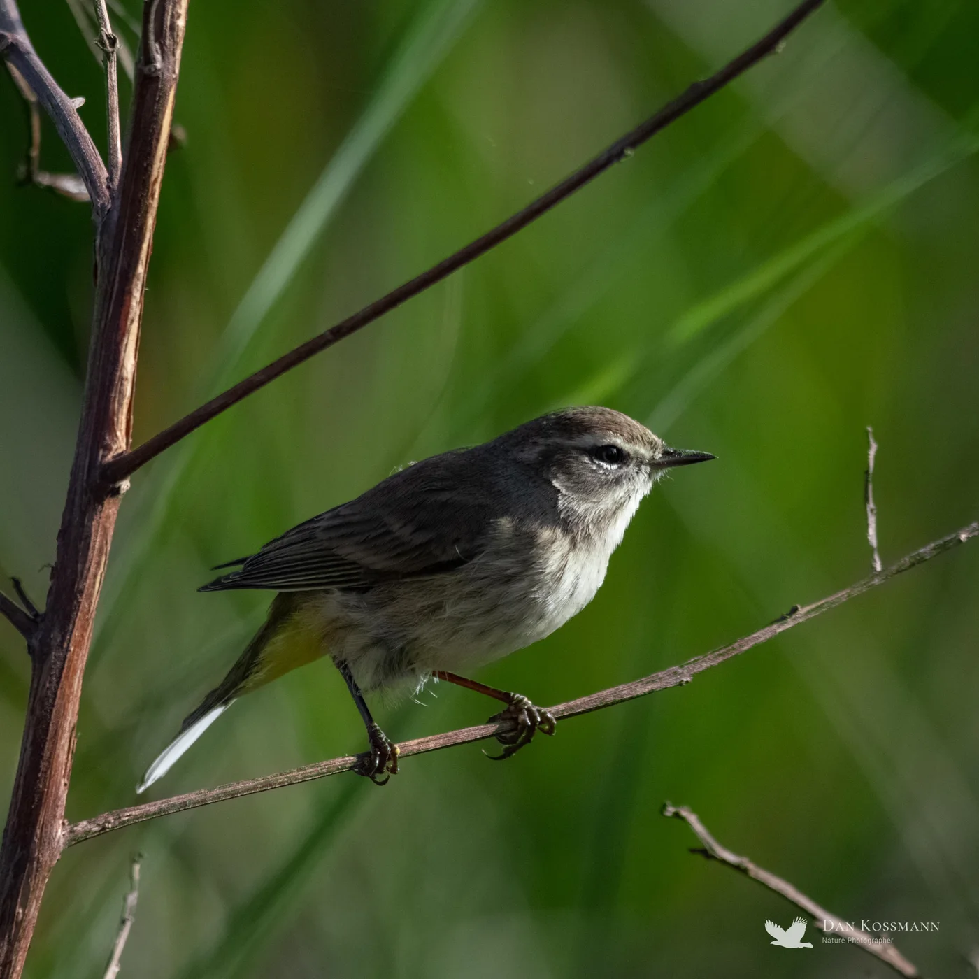 Palm Warbler