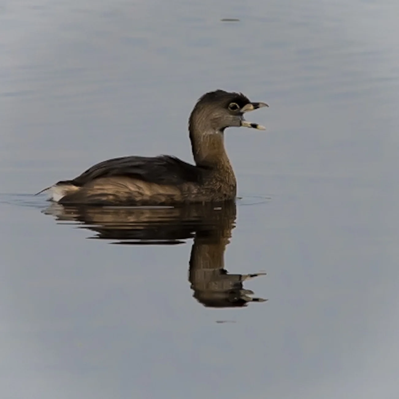 Pied-billed Grebe