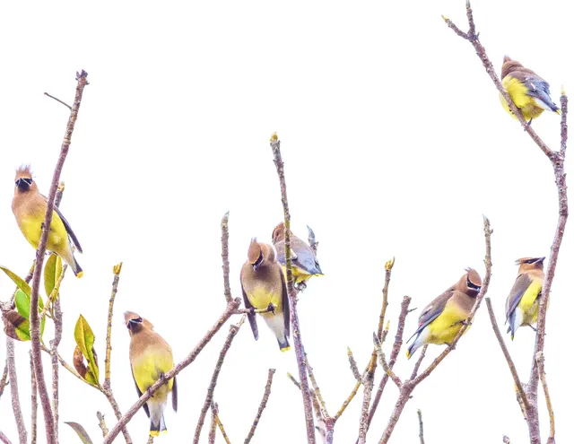 A flock of Cedar Waxwings