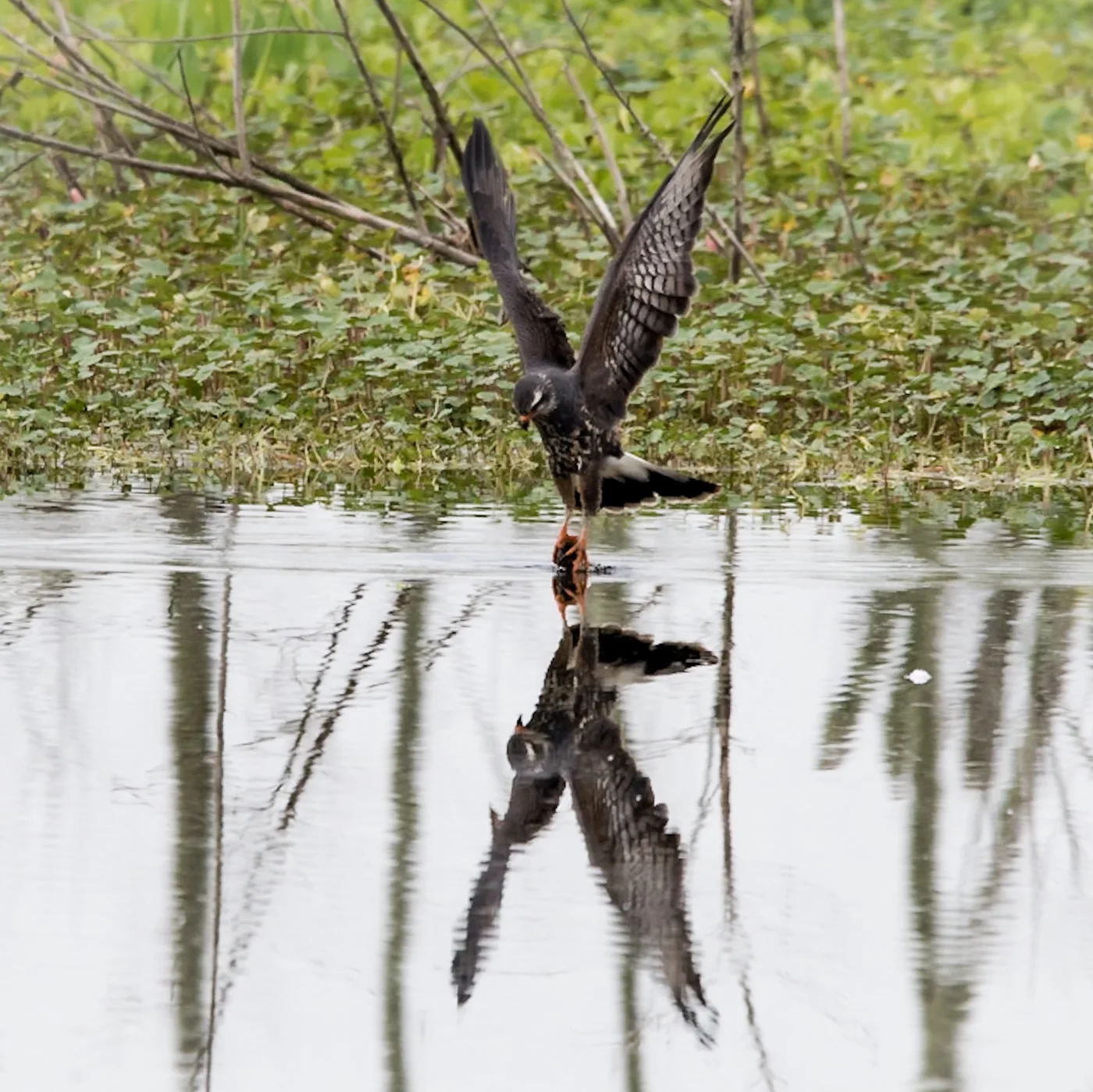 Snail Kite with snail