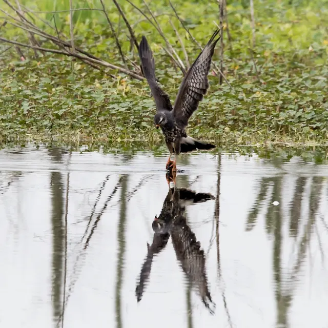 Snail Kite with snail