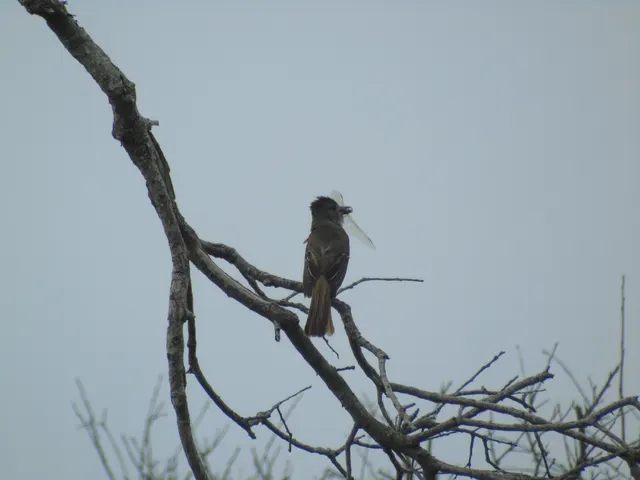 Great Crested Flycatcher