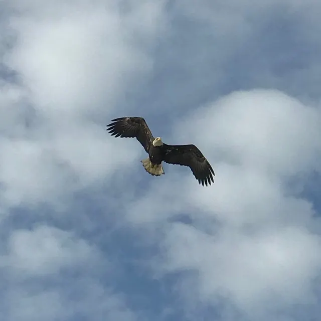 Bald Eagle