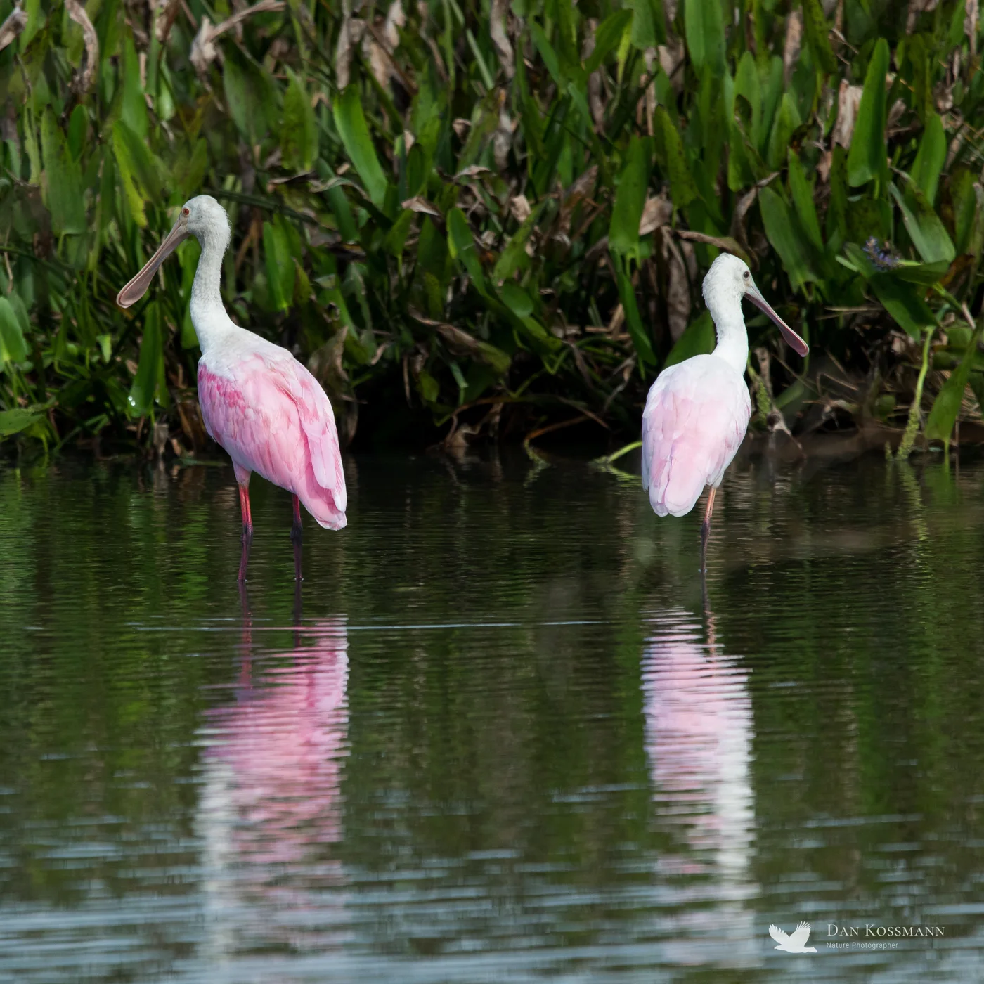 Roseate Spoonbills and reflections