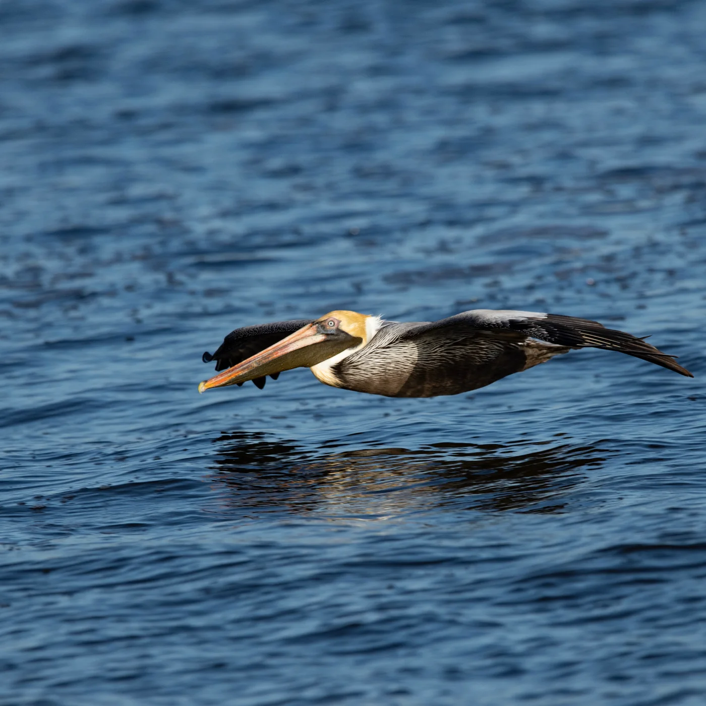 Brown Pelican skimming the water