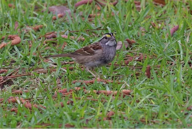 White-throated Sparrow