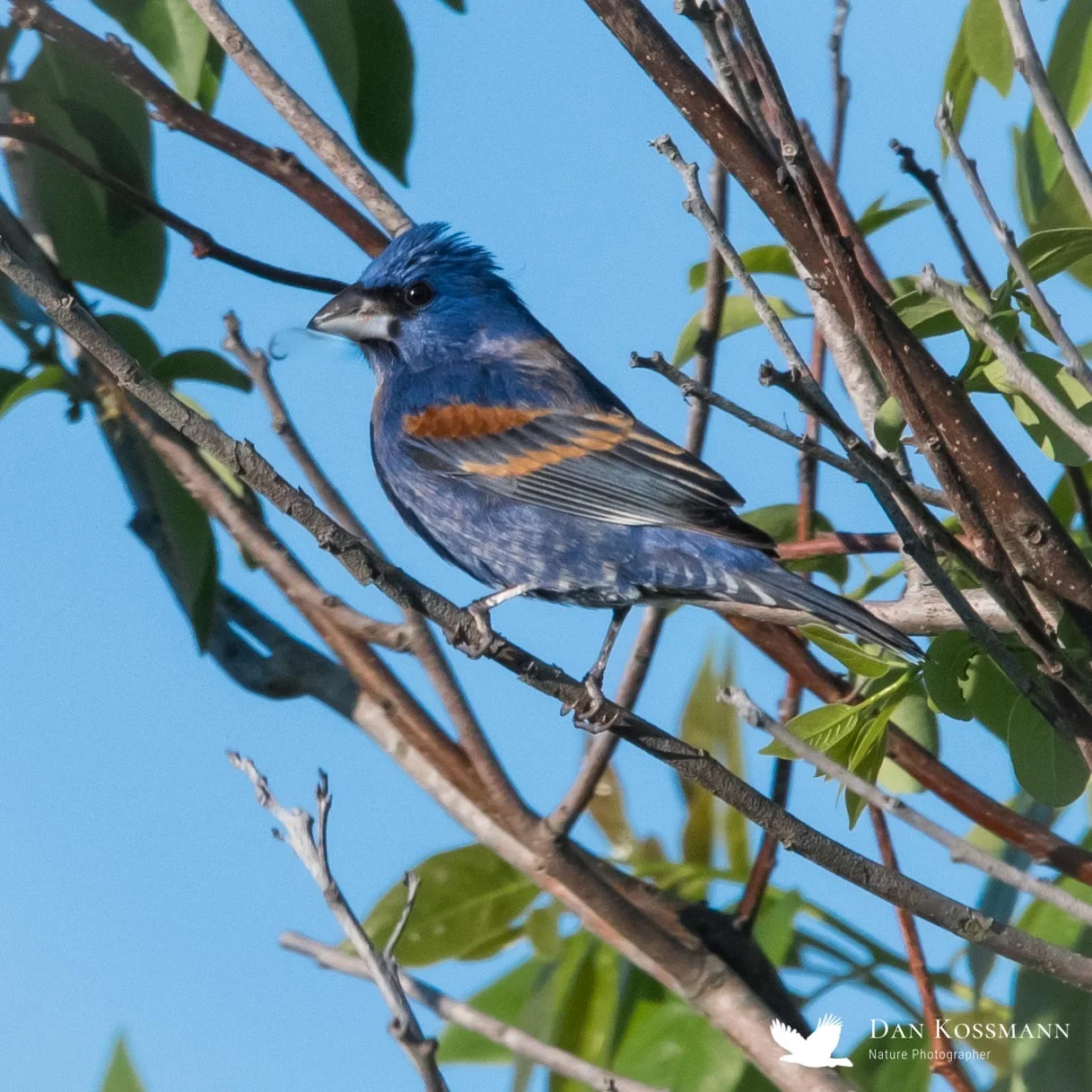 Blue Grosbeak