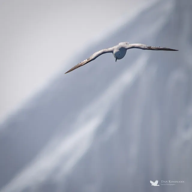 Northern Gannet over the surf