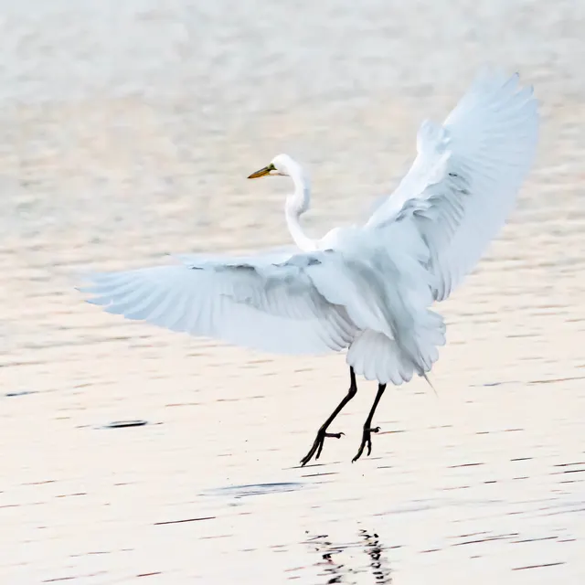 Great Egret landing
