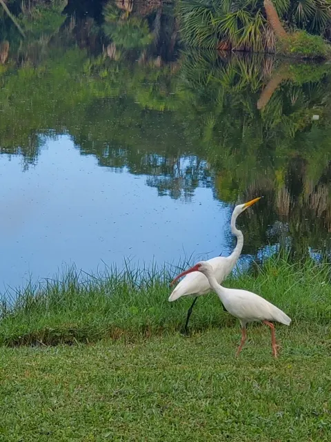 Great Egret snubbing a White Ibis
