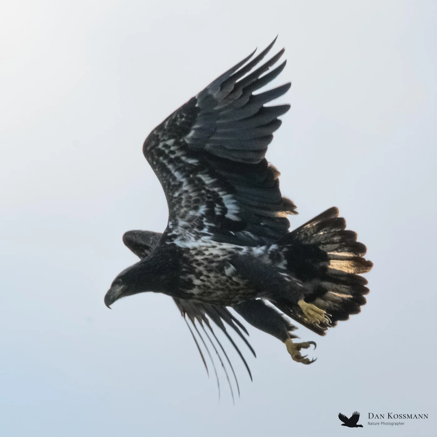 Immature Bald Eagle