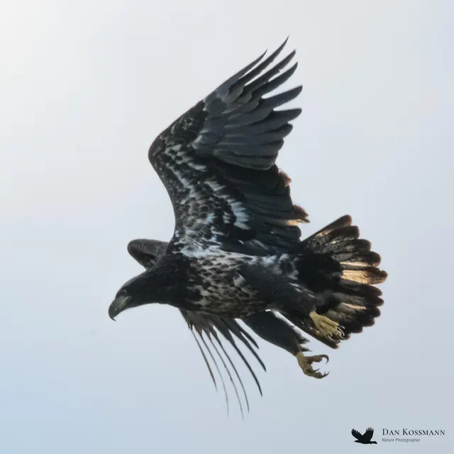 Immature Bald Eagle