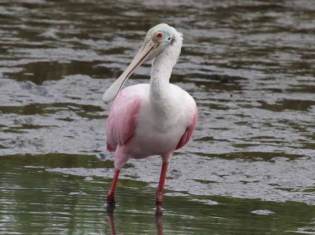 Roseate Spoonbill at Heritage River Road