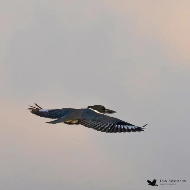 Belted Kingfisher
