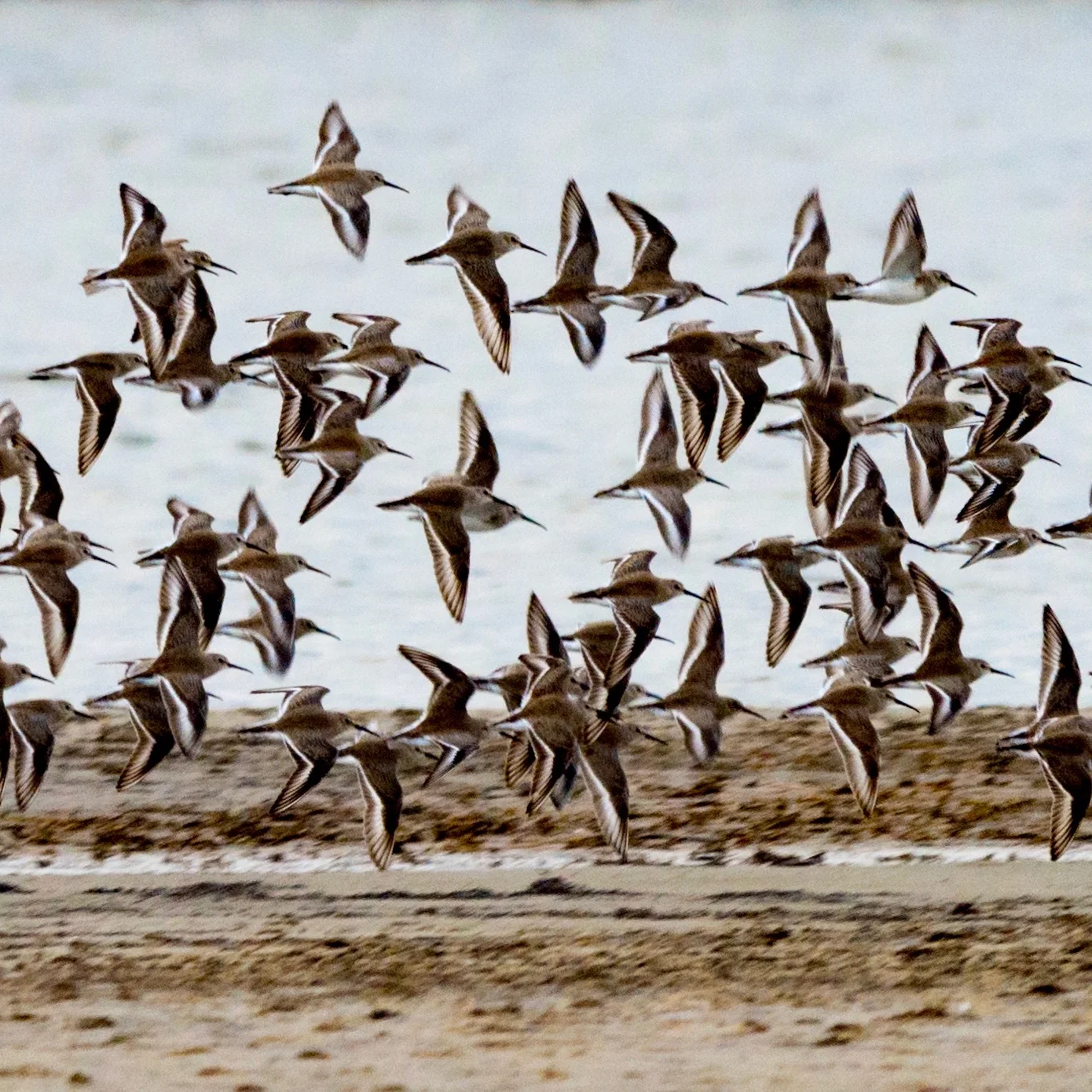 Dunlin flock