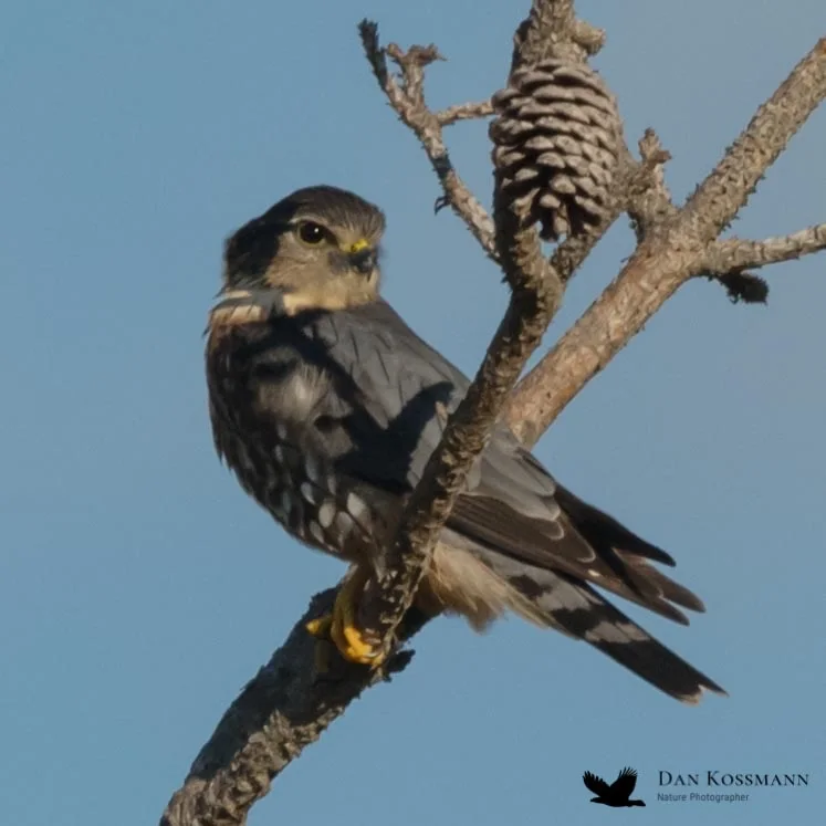 Merlin