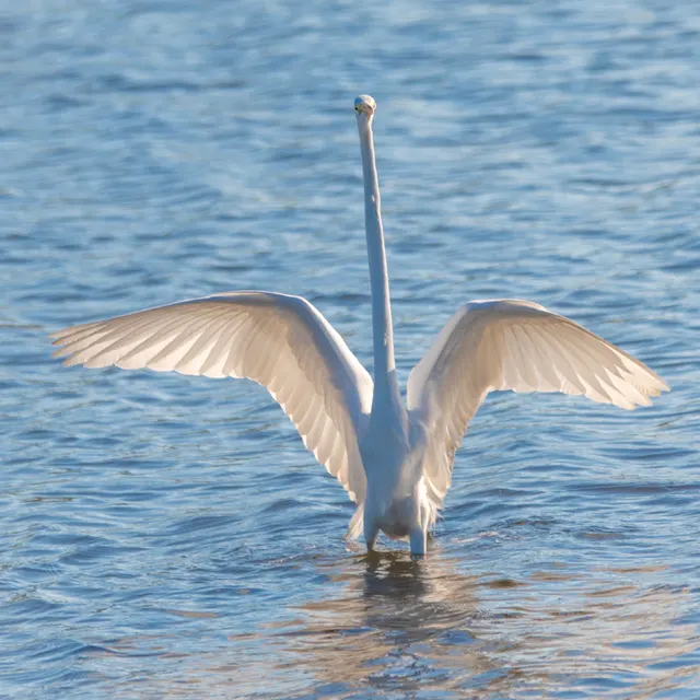 Great Egret wings spread