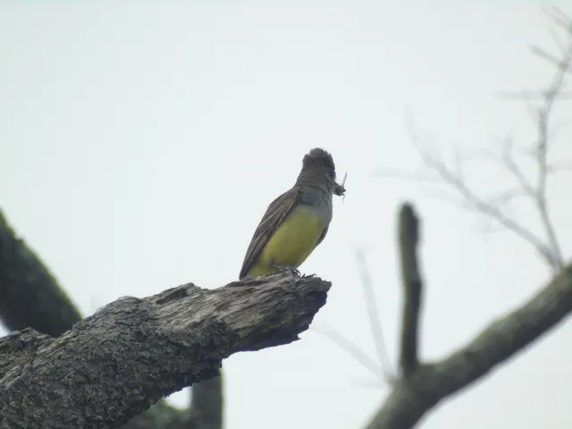 Great Crested Flycatcher